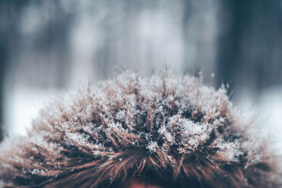 Close-up of dried plant