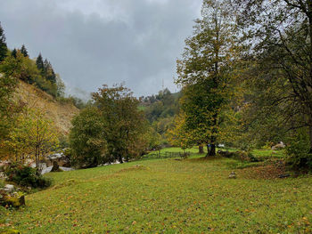 Trees and plants growing on land against sky