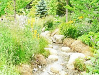 View of plants growing on landscape