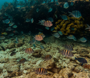 View of fish swimming in sea