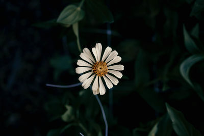 Close-up of white flowering plant