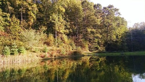 Scenic view of lake in forest