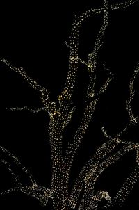 Close-up of water drops on spider web against black background