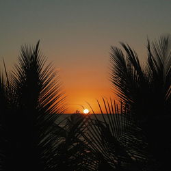 Palm trees at sunset