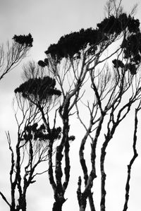 Low angle view of silhouette trees against clear sky