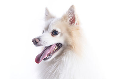 Close-up of a dog looking away