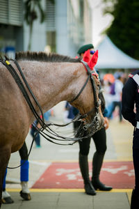 Full length of a brown horse during malaysian independence day parade