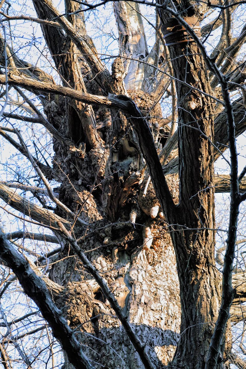 tree, branch, bare tree, low angle view, tree trunk, nature, sky, growth, tranquility, day, no people, outdoors, beauty in nature, tall - high, clear sky, scenics, dead plant, sunlight, forest, tranquil scene