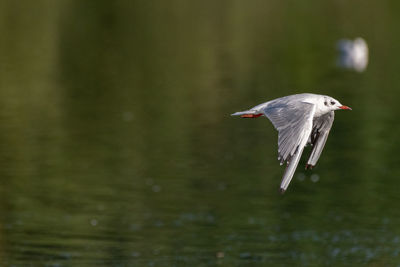 Bird flying over lake