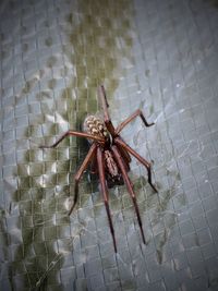 High angle view of spider