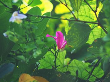 Close-up of pink flower blooming outdoors