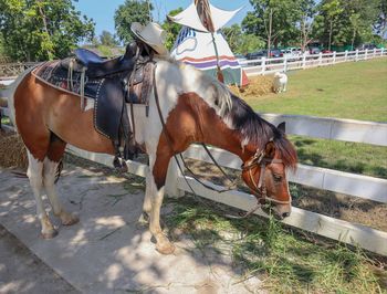 Horses standing in ranch