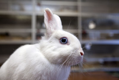 Close-up of a rabbit looking away