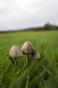 Close-up of mushrooms growing on field against sky