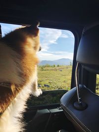 Cat looking through car window