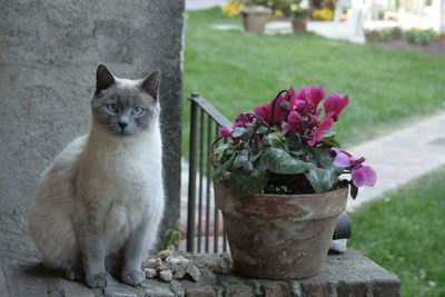 Close-up portrait of cat by flowers