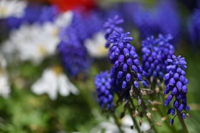 Close-up of purple flowering plant in park