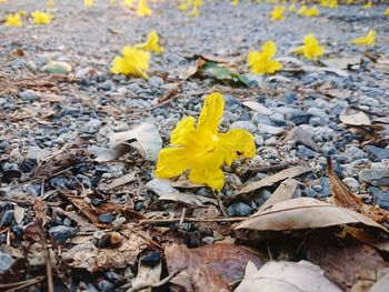 Close-up of yellow flowering plant on field