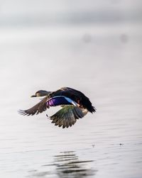 Bird flying over lake