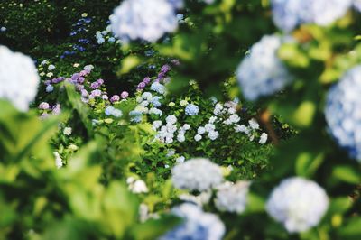 Close-up of white flowering plant