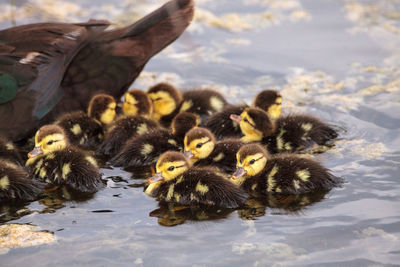 View of birds in water