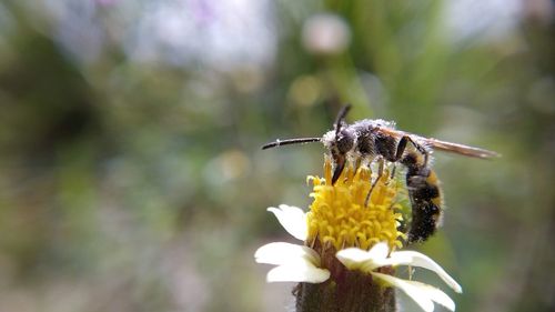 Close-up of insect pollinating on flower