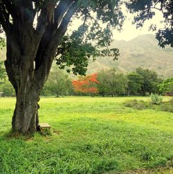 Trees on grassy field