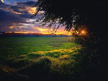 Trees on field against sky during sunset