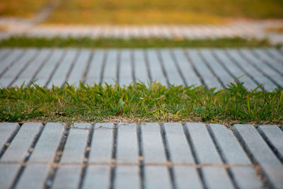 High angle view of plants growing on field