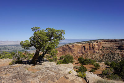 A lone juniper tree in colorado national monument