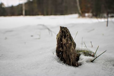 Driftwood on snow covered land