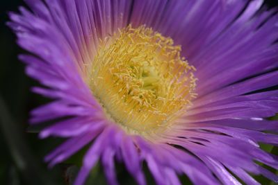 Close-up of fresh purple flower blooming outdoors