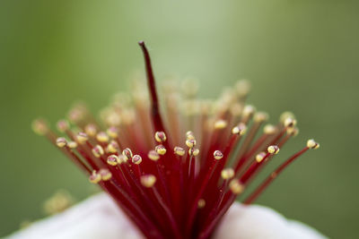 Close-up of flower against blurred background