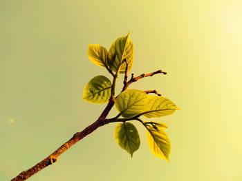 Close-up of flowering plant against yellow background