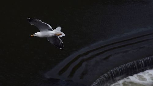 Seagull flying over lake