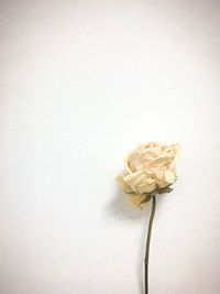 Close-up of wilted rose against white background