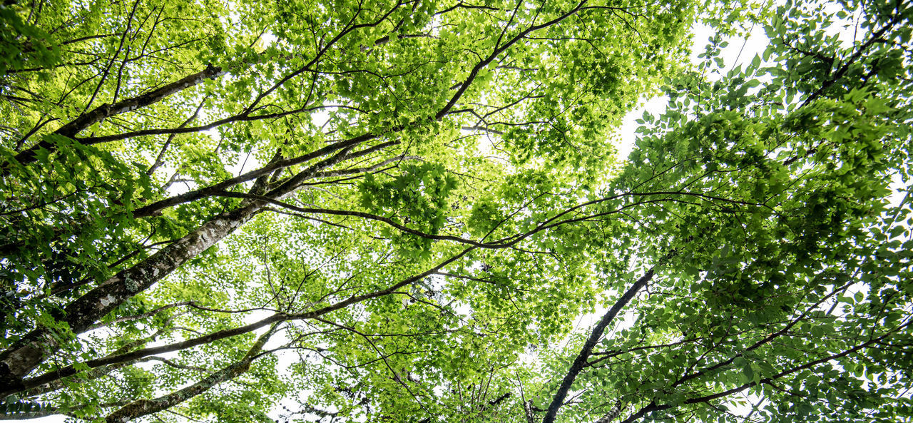 LOW ANGLE VIEW OF BAMBOO TREES