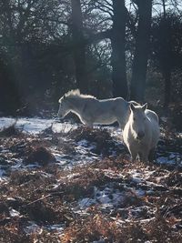 Horse in a forest