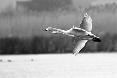 Seagull flying over a sea