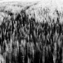 Defocused image of wheat field