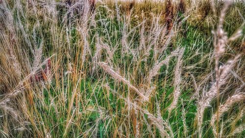 Close-up of wheat growing on field