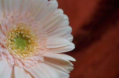 Close-up of white daisy flower