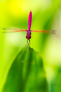 Close-up of insect on leaf