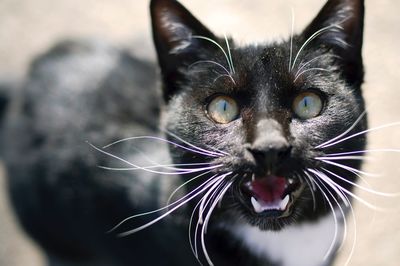 Close-up portrait of cat