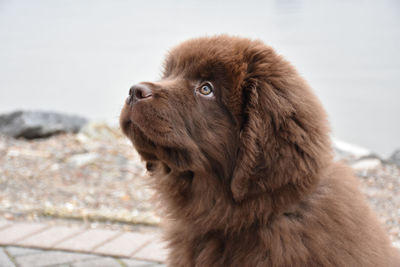 Cute brown fluffy newfoundland puppy dog peering up.