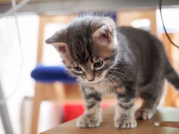 Close-up of kitten looking at home