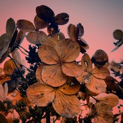 Close-up of plants against sky