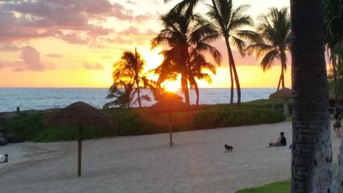 Palm trees on beach at sunset