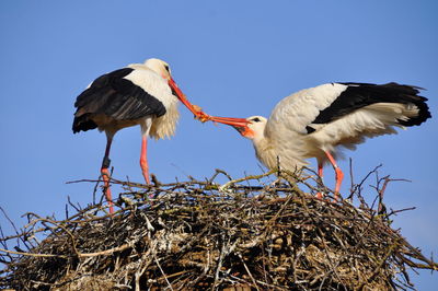 Birds perching on nest