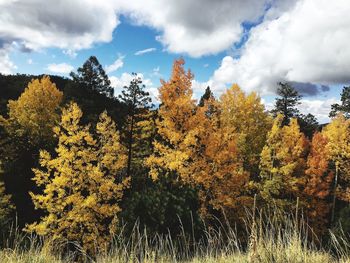 Trees growing in park against sky during autumn